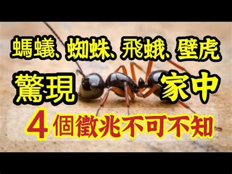 突然出現很多螞蟻|家裡突然出現很多螞蟻預示什麼？4個徵兆不可不知！。